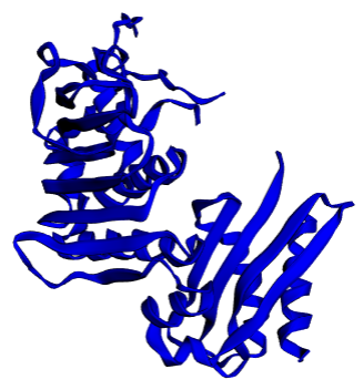 MLH1 Protein