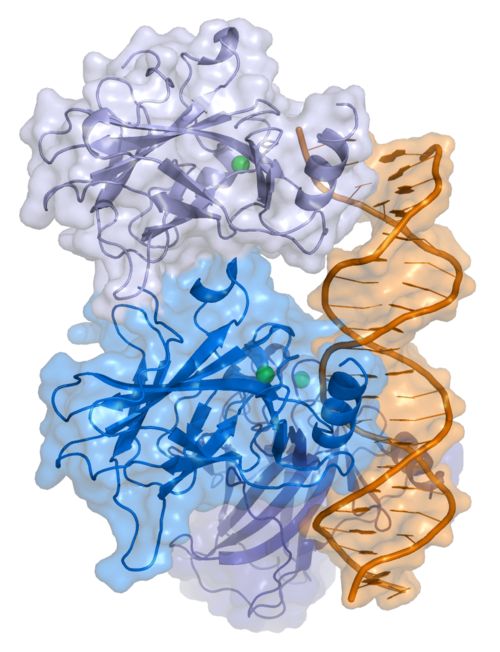P53-Protein