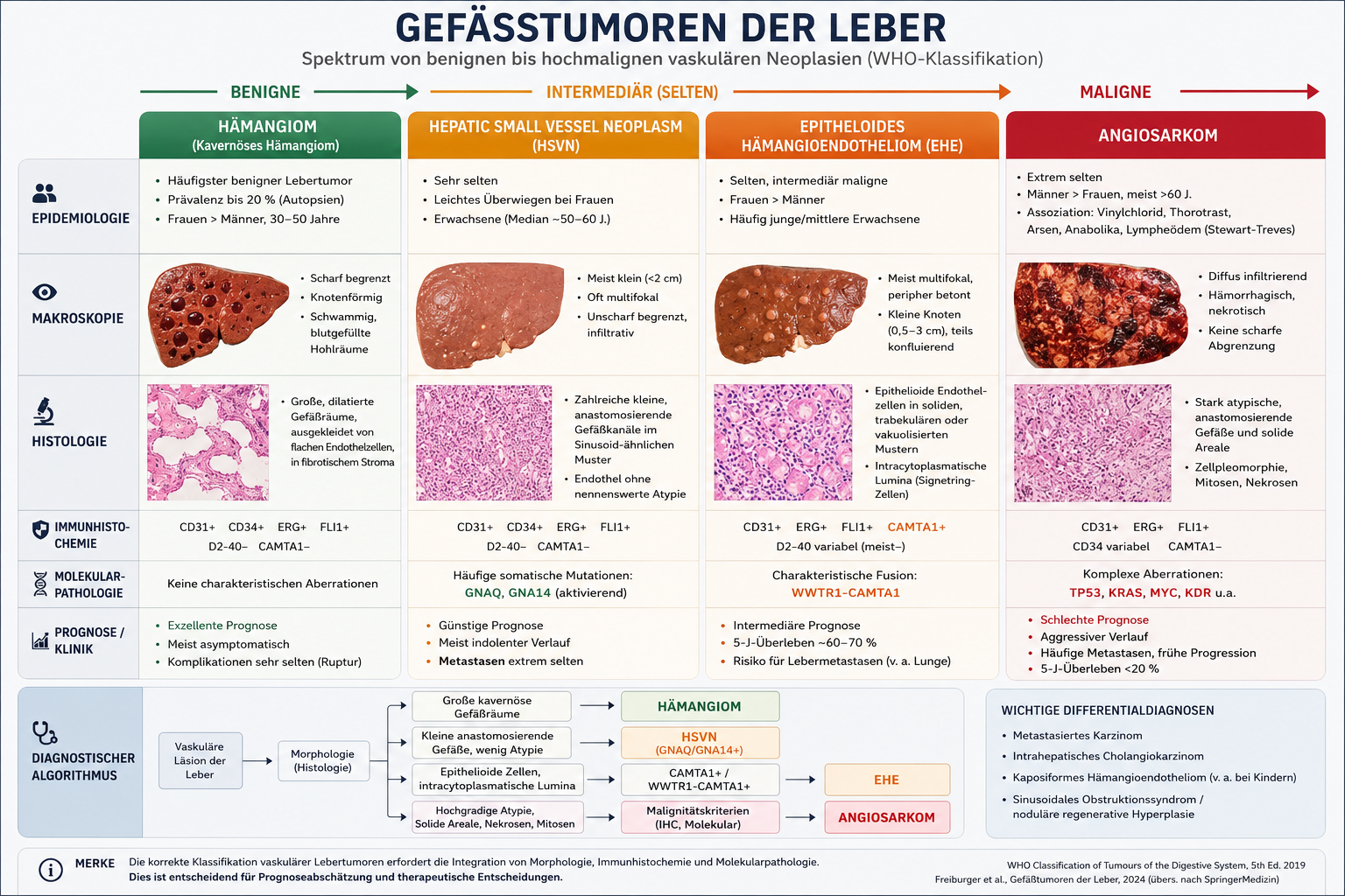Gefäßtumoren der Leber
